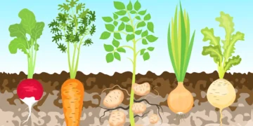 Première preuve que les nanoparticules de plastique peuvent s'accumuler dans les parties comestibles des légumes