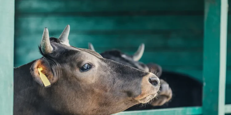 Dermatose nodulaire contagieuse : un nouveau foyer dans le Rhône inquiète la filière bovine