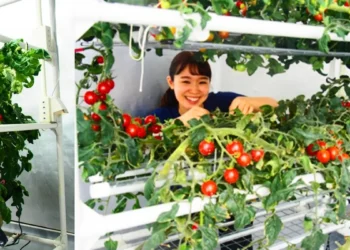 Des fermes LED prouvent la culture de tomates nutritives au cœur des grandes villes