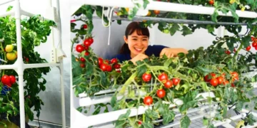 Des fermes LED prouvent la culture de tomates nutritives au cœur des grandes villes
