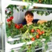 Des fermes LED prouvent la culture de tomates nutritives au cœur des grandes villes