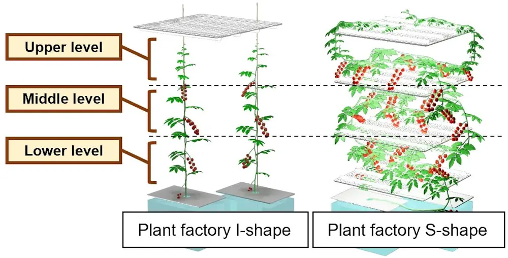 Le progrès ne doit pas nécessairement suivre une ligne droite. Le chemin de croissance en forme de S des plants de tomates cerises a permis d'obtenir plus de fruits pour un volume équivalent, tout en réduisant le temps nécessaire à la récolte.