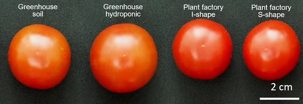Plus gros, mais pas forcément meilleur. C'est subtil, mais les tomates cerises cultivées par LED ont une couleur légèrement plus riche, ce qui correspond à leur contenu nutritionnel. Par rapport aux tomates cultivées en serre, les tomates cultivées par LED contiennent 15 % de sucres en plus, 7 % de vitamine C en plus et 7 % de lycopène en plus. 