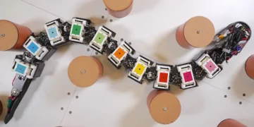 Des robots élastiques pour les anguilles ? L'étirement et la pression sont les clés des remarquables capacités locomotrices des anguilles