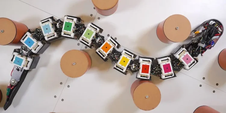 Des robots élastiques pour les anguilles ? L'étirement et la pression sont les clés des remarquables capacités locomotrices des anguilles