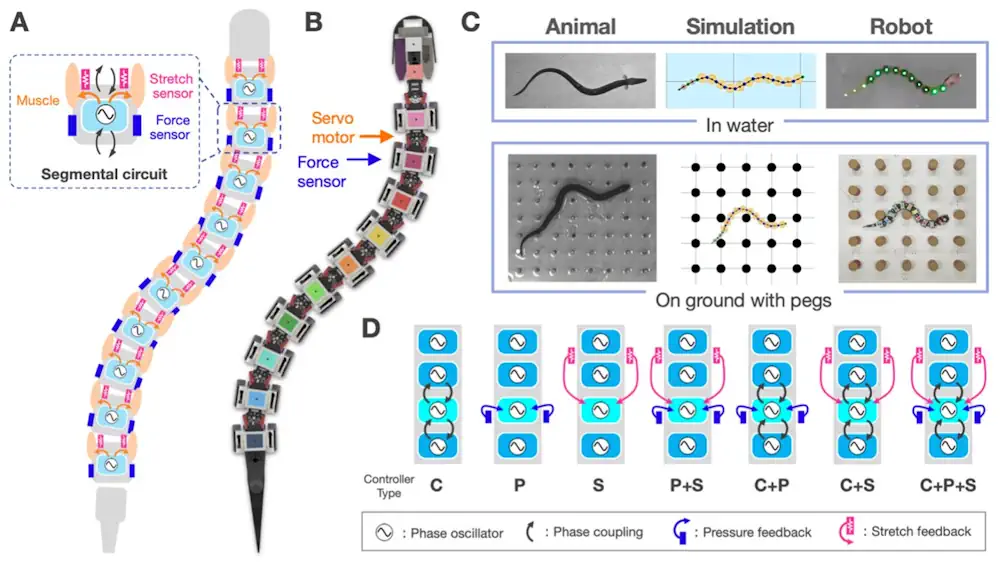 Aperçu de cette étude. (A) Schéma du corps et du modèle de circuit neuronal des poissons allongés tels que les anguilles. (B) Image CAO du robot anguillier développé. (C) Notre approche interdisciplinaire combinant des expériences sur les animaux, des simulations et des robots. (D) Test de différents circuits neuronaux. Kotaro Yasui et al.