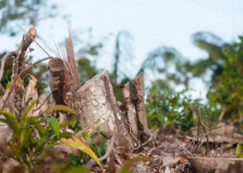Selon une étude, la déforestation est responsable de 74 % de la réduction des précipitations et de 16 % de l'augmentation des températures en Amazonie pendant la saison sèche