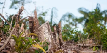 Selon une étude, la déforestation est responsable de 74 % de la réduction des précipitations et de 16 % de l'augmentation des températures en Amazonie pendant la saison sèche