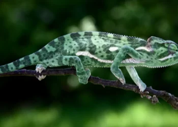 Les caméléons camouflage sont plus beaux en noir
