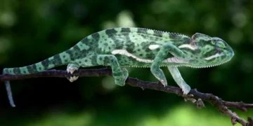 Les caméléons camouflage sont plus beaux en noir