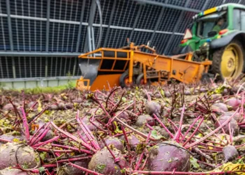 Symbizon : une production alimentaire et une production d'électricité en double exemplaire