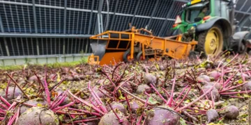 Symbizon : une production alimentaire et une production d'électricité en double exemplaire