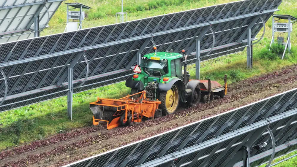 Roto Beete récolte dans le parc néerlandais Agri-PV Symbizon. Le Trekker peut agir sans effort entre les modules placés à la verticale.