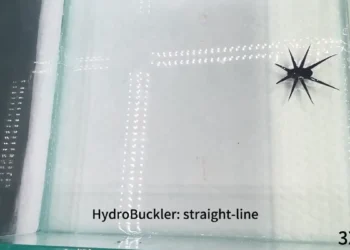 Des ingénieurs développent une nouvelle méthode pour construire des robots souples capables de marcher sur l'eau