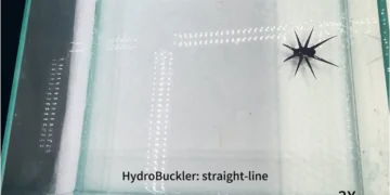 Des ingénieurs développent une nouvelle méthode pour construire des robots souples capables de marcher sur l'eau