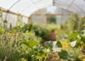 Protéger les cultures sans pesticides grâce au langage olfactif des plantes