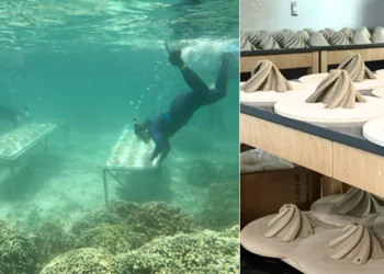 Des abris imprimés en 3D augmentent le taux de survie des bébés coraux