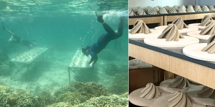 Des abris imprimés en 3D augmentent le taux de survie des bébés coraux