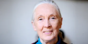 Jane Goodall, l’infatigable voix des chimpanzés et de la nature, disparaît à 91 ans