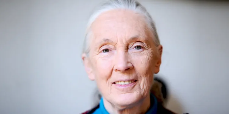Jane Goodall, l’infatigable voix des chimpanzés et de la nature, disparaît à 91 ans