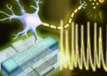Un neurone artificiel à seulement 0,1 volt, identique à nos neurones naturels