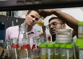 Un champignon pourrait-il fournir un modèle pour les hydrogels de nouvelle génération ?