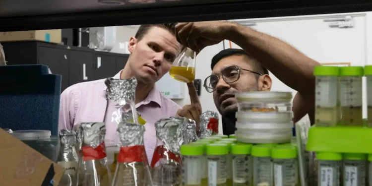 Un champignon pourrait-il fournir un modèle pour les hydrogels de nouvelle génération ?