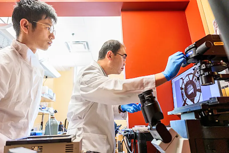 Feng Guo, à droite, observe une puce acoustofluidique au microscope dans le laboratoire sous le regard de Young Yang. Yang est chercheur postdoctoral invité dans le laboratoire de Guo.