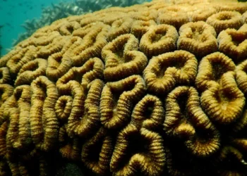 Les coraux qui construisent les récifs montrent des signes de tolérance accrue à la chaleur