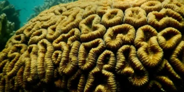 Les coraux qui construisent les récifs montrent des signes de tolérance accrue à la chaleur