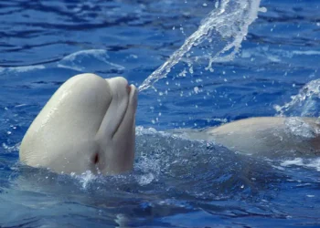 Trente bélugas menacés d’euthanasie faute d’accord entre le parc Marineland et Ottawa