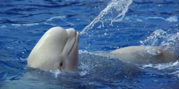 Trente bélugas menacés d’euthanasie faute d’accord entre le parc Marineland et Ottawa