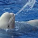 Trente bélugas menacés d’euthanasie faute d’accord entre le parc Marineland et Ottawa