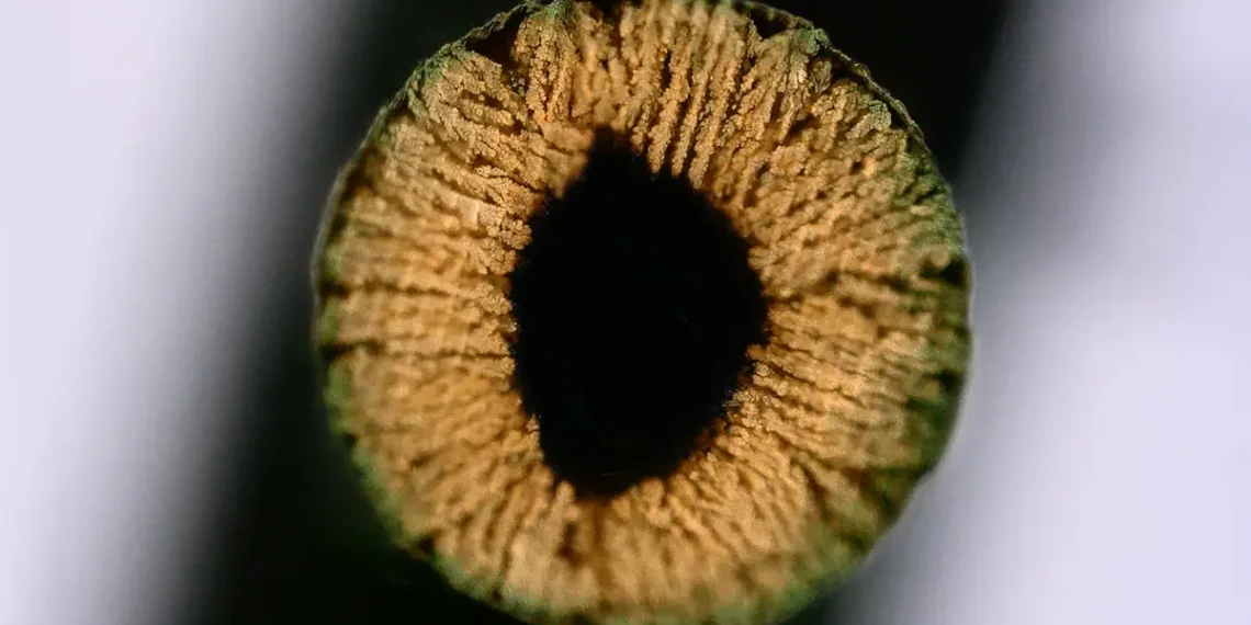 Une méthode d'impression 3D pour des matériaux ultrarésistants