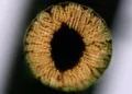 Une méthode d'impression 3D pour des matériaux ultrarésistants