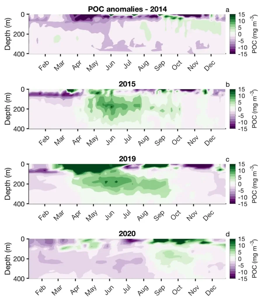 Les vagues de chaleur dans le golfe de l'Alaska en 2015 et 2019 ont perturbé l'exportation du carbone vers les eaux profondes. Le carbone organique particulaire (POC, en vert) est resté dans les eaux moyennes au lieu d'être transporté vers les profondeurs. Avec l'aimable autorisation de Mariana Bif