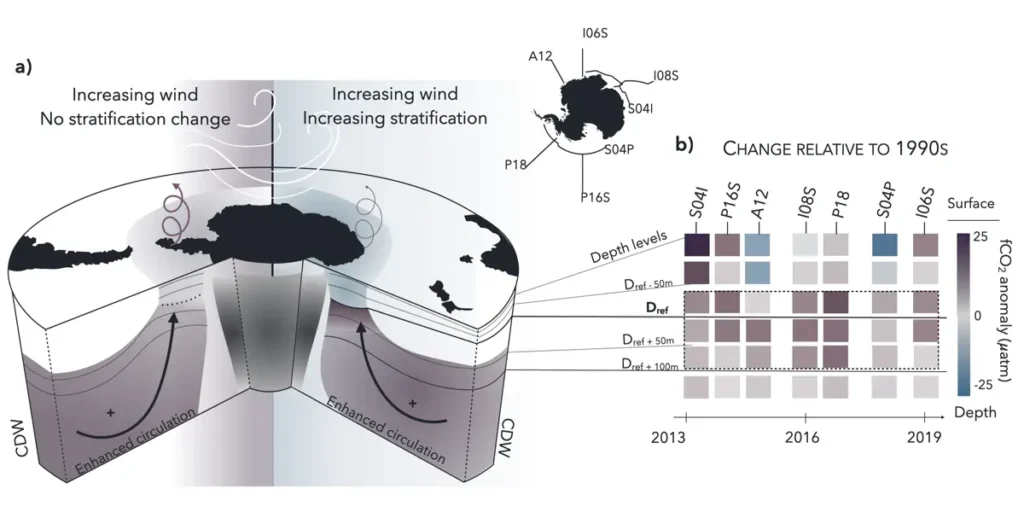 Schéma des effets des vents d'ouest renforcés (à gauche) et de la stratification renforcée (à droite) sur la distribution des masses d'eau dans l'océan Austral. (b) Anomalie de fCO2 moyenne par section (années récentes moins climatologie) calculée pour les couches de profondeur à travers chaque section avec le carbone anthropogénique enlevé (voir Méthodes). La boîte en pointillés met en évidence les couches de profondeur situées dans la subsurface. La carte en médaillon montre l'emplacement et les noms des sections répétées analysées dans cette étude.