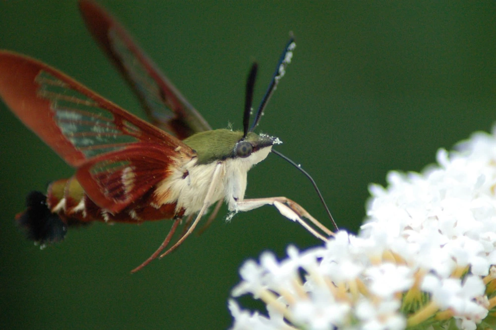 Des chercheurs en ingénierie aérospatiale de l'université de Californie étudient comment des insectes planants comme ce colibri à ailes claires peuvent voler si habilement.