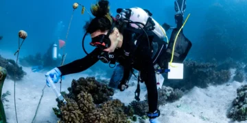 Un lieu pour tester l'espoir de la restauration mondiale des récifs coralliens