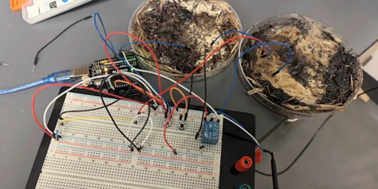 Selon des chercheurs, les champignons pourraient remplacer certains semi-conducteurs polluants