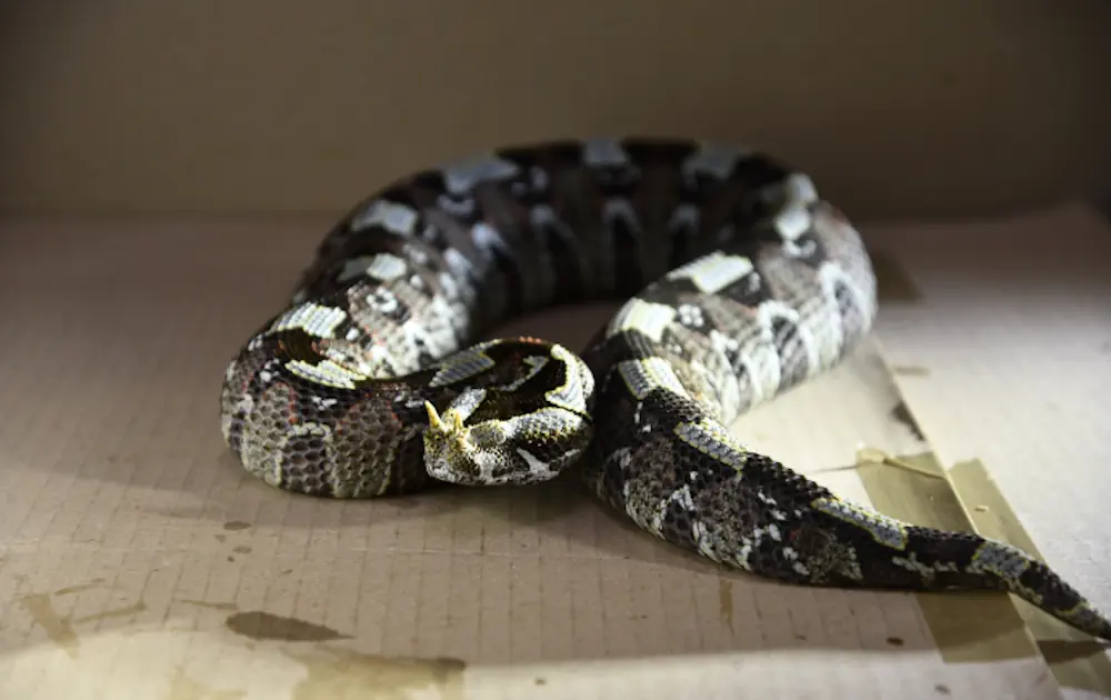 Serpent Bitis nasicornis - Vipère rhinocéros