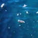 La pollution plastique pourrait persister sur les surfaces océaniques pendant plus d'un siècle