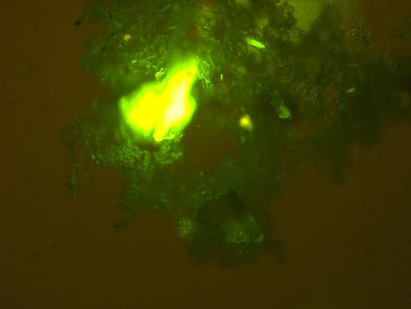 particules microplastiques vert-jaune fluorescentes intégrées dans un agrégat de neige marine sur fond brun
