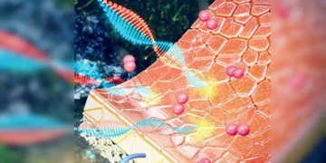 Des piles à hydrogène vertes en seulement 10 minutes, comme avec un micro-ondes