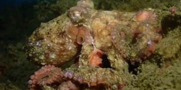 Des scientifiques produisent un puissant pigment à l'origine du camouflage des pieuvres. Crédit : Charlotte Seid