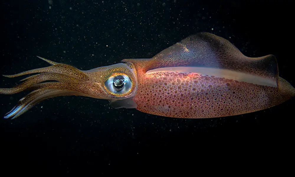 Les céphalopodes comme ce calmar des récifs du sud peuvent changer la couleur de leur peau en un instant grâce à la xanthommatine, un pigment naturel.
