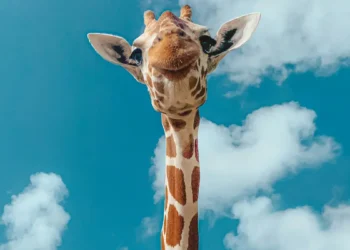 Pourquoi les girafes ont-elles des jambes si longues ? Les simulations animales révèlent une réponse surprenante