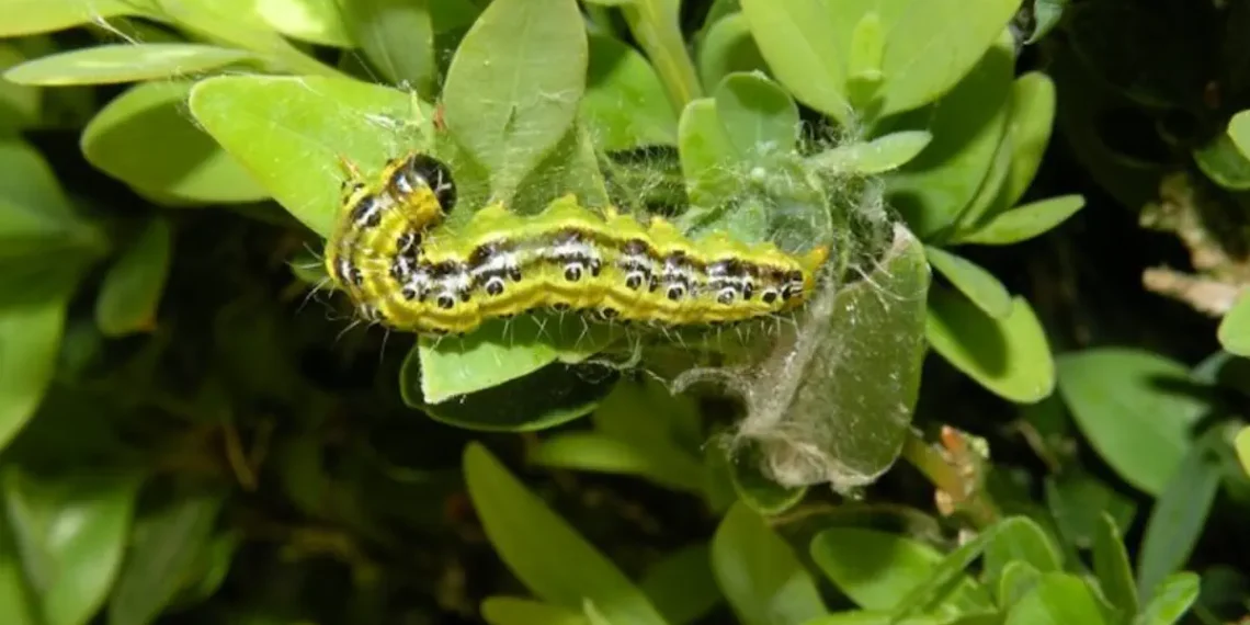 Une guêpe venue d’Asie pourrait éviter l’extinction écologique des buis européens menacés