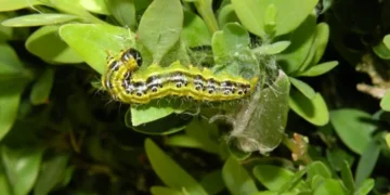 Une guêpe venue d’Asie pourrait éviter l’extinction écologique des buis européens menacés