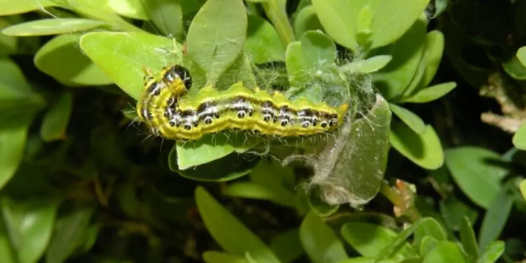 Une guêpe venue d’Asie pourrait éviter l’extinction écologique des buis européens menacés